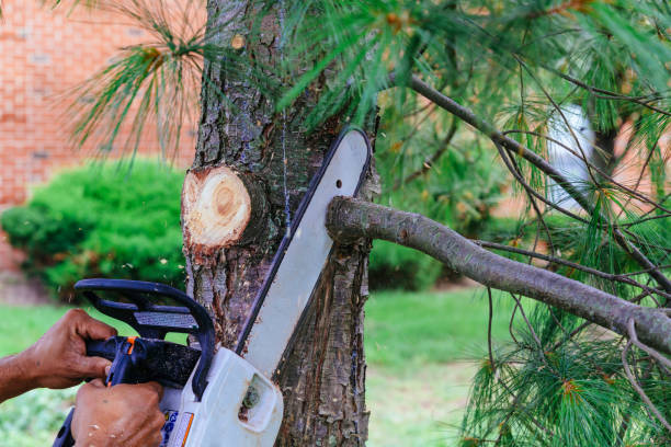 Best Tree Disease Treatment  in Clksville, AR